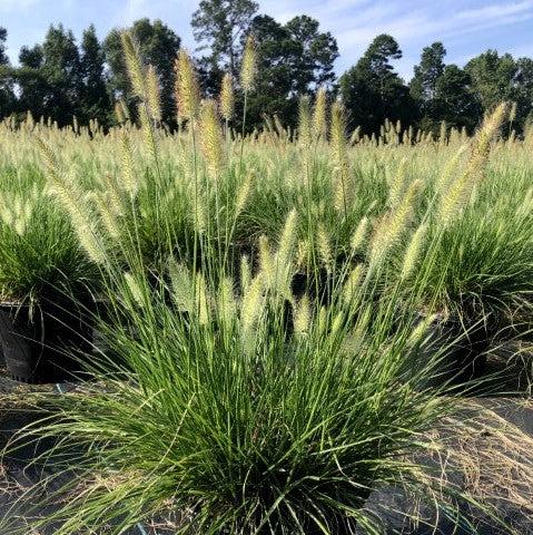 Pennisetum alopecuroides 'Hameln  - Hameln Fountain Grass