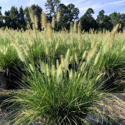 Pennisetum alopecuroides 'Hameln  - Hameln Fountain Grass