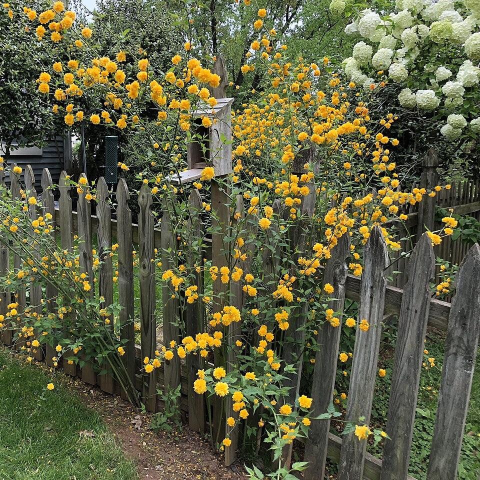 Kerria japonica 'Pleniflora'  - Double Japanese Kerria