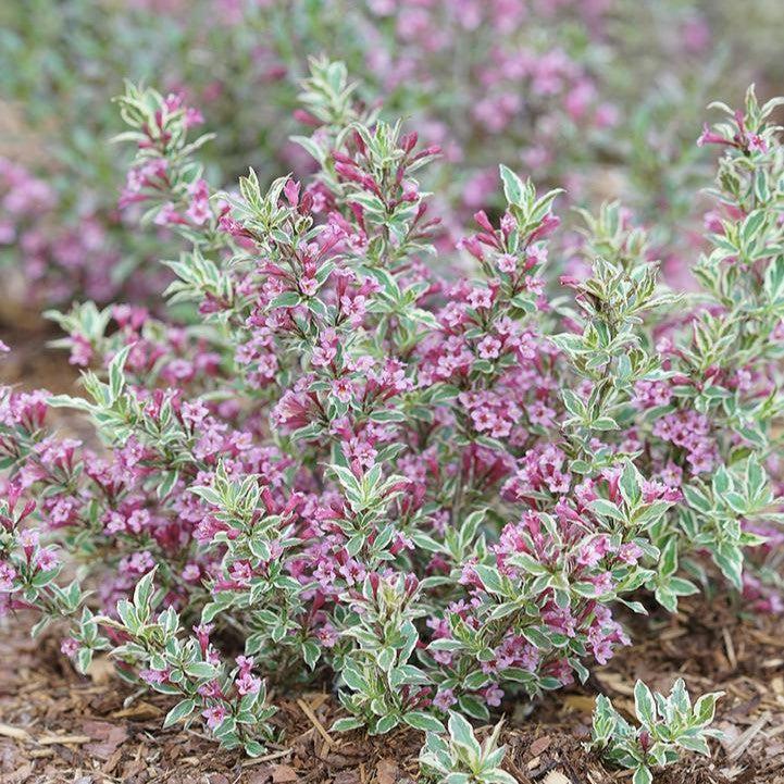 Weigela florida 'Verweig8' PP 30,064  - My Monet Purple Effect® Weigela