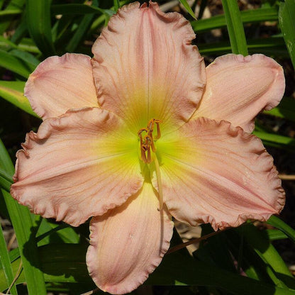 Hemerocallis 'Jolyene Nichole'  - Jolyene Nichole Daylily