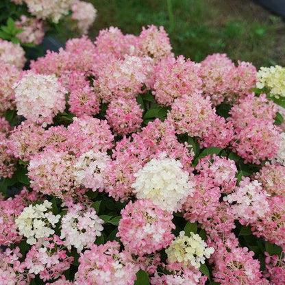 Hydrangea paniculata 'SMNHPK'  - Proven Winners® Fire Light Tidbit® Hydrangea