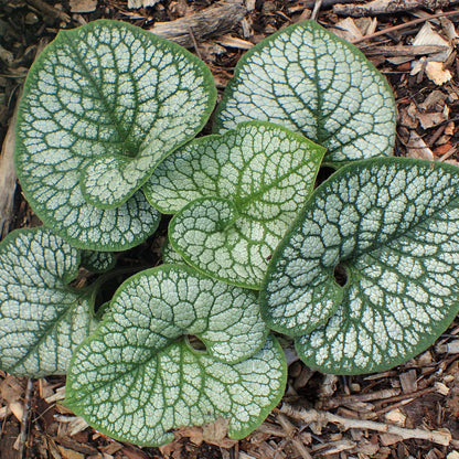 Brunnera macrophylla 'Sea Heart'  - Sea Heart Siberian Bugloss