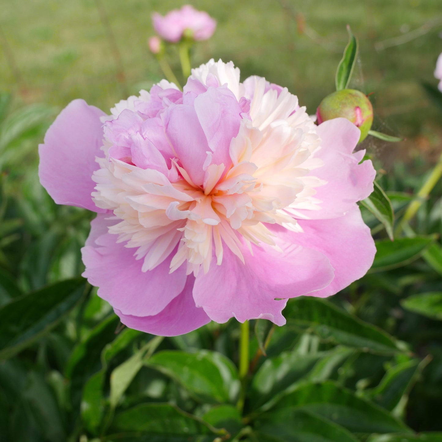 Paeonia 'Madame Emile Debatene'  - Emile Debatene Peony