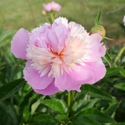 Paeonia 'Madame Emile Debatene'  - Emile Debatene Peony