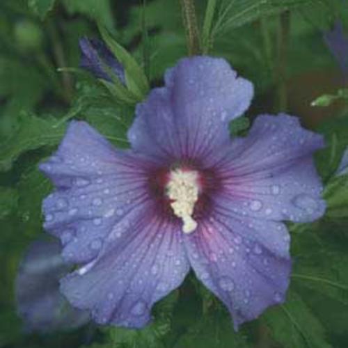 Hibiscus syriacus 'DVPazurri'  - Azurri Blue Satin® Rose of Sharon