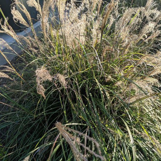 Miscanthus sinensis 'Adagio'  - Adagio Maiden Grass