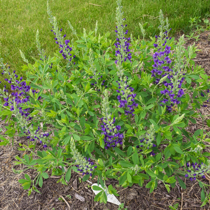 Baptisia 'Blueberry Sundae'  - Decadence® Blueberry Sundae False Indigo