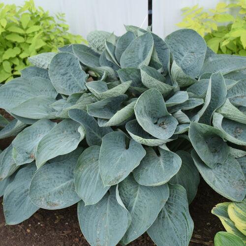 Hosta 'Above The Clouds' PP34,341  - PW® Shadowland® Above The Clouds Hosta