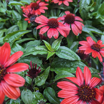 Echinacea 'Panama Red'  - Panama® Red Coneflower
