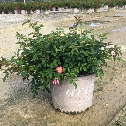 Rosa 'Meijocos' PP#18,874  - Pink Drift® Rose