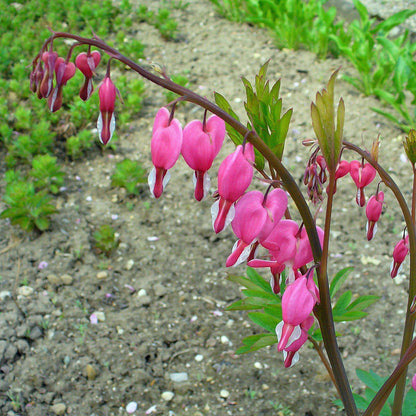 Dicentra spectabilis  - Asian Bleeding Heart