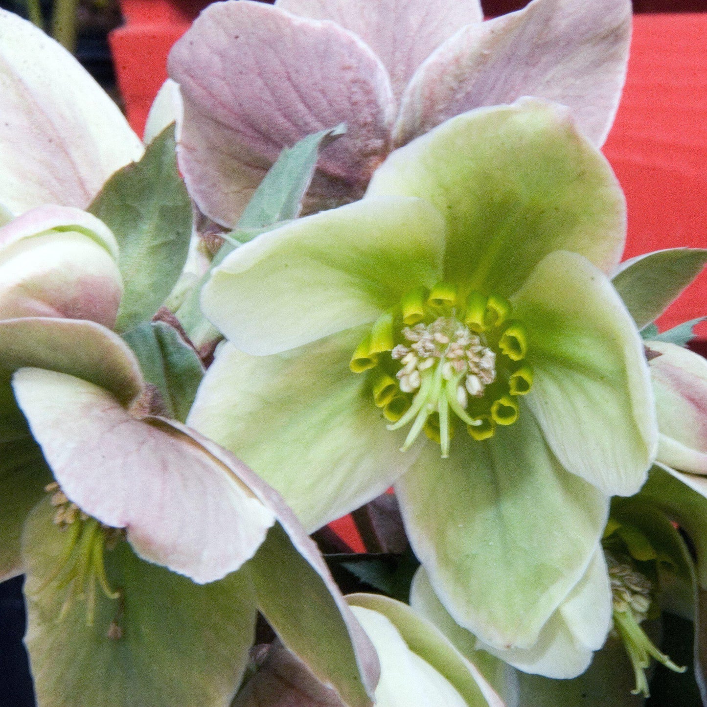 Helleborus 'Walhelivor'  - Ivory Prince Lenten Rose