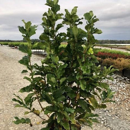 Magnolia 'Ann'  - Ann Magnolia