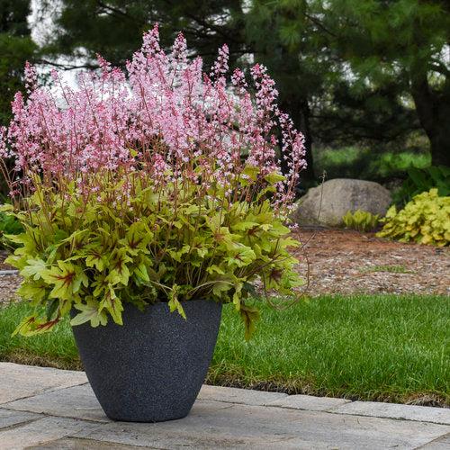 x Heucherella ‘Eye Spy’  - Fun and Games® Eye Spy Foamy Bells