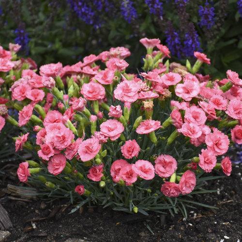 Dianthus 'Classic Coral'  - Fruit Punch® Classic Coral Dianthus