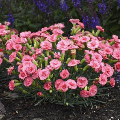 Dianthus 'Classic Coral'  - Fruit Punch® Classic Coral Dianthus