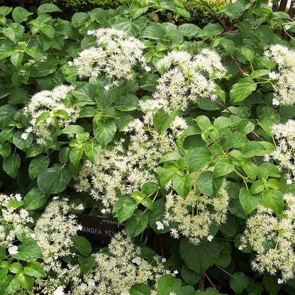 Hydrangea anomala subsp. petiolaris  - Climbing Hydrangea