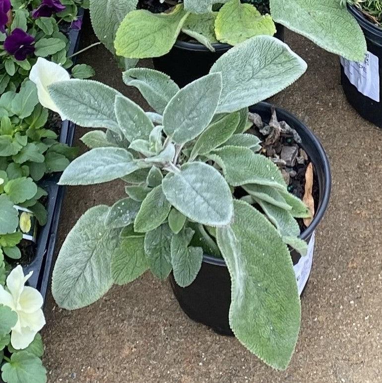 Stachys byzantina 'Helene von Stein'  - Giant Lamb's Ear