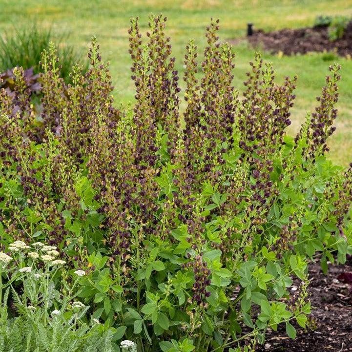 Baptisia 'Dark Chocolate'  - Decadence® Dark Chocolate False Indigo
