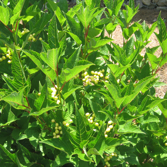 Viburnum trilobum ‘Wentworth’  - Wentworth Viburnum