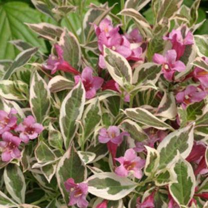 Weigela florida 'Verweig'  - My Monet® Weigela