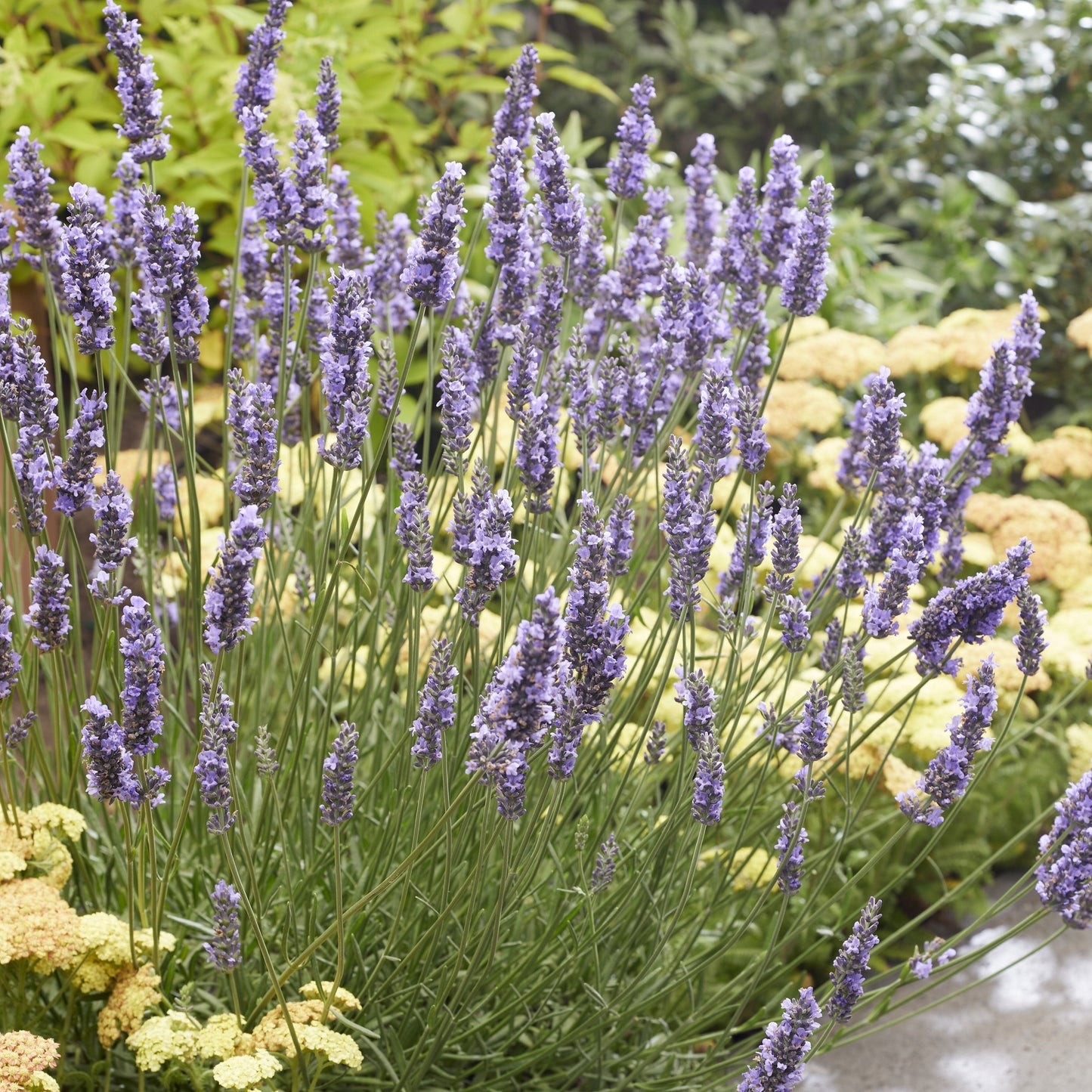Lavandula x intermedia 'Tesseract'  - Sensational!® Lavender
