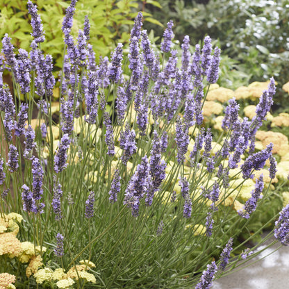 Lavandula x intermedia 'Tesseract'  - Sensational!® Lavender