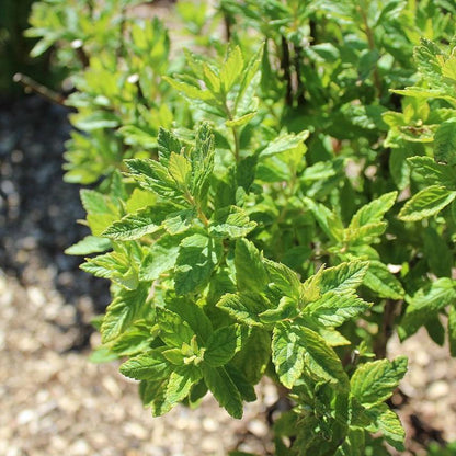 Spiraea tomentosa  - Steeplebush