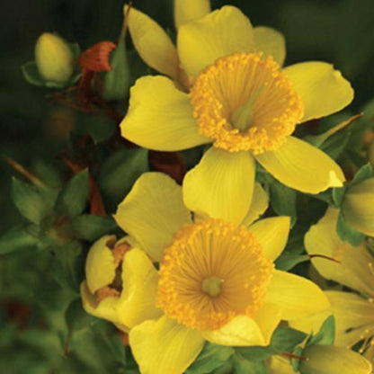 Hypericum kalmianum 'Deppe'  - Sunny Boulevard® St. John's Wort