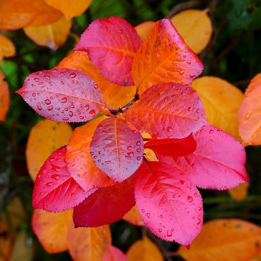 Aronia melanocarpa  - Black Chokeberry