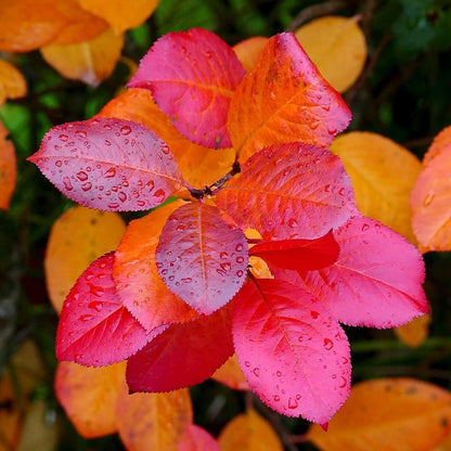 Aronia melanocarpa  - Black Chokeberry