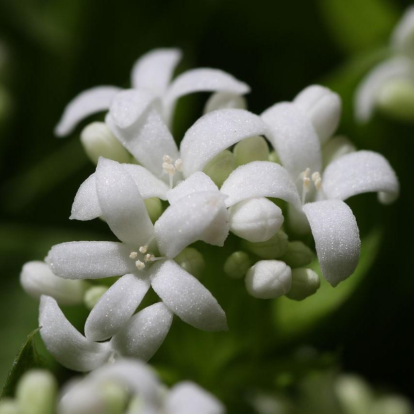 Galium odoratum  - Sweet Woodruff