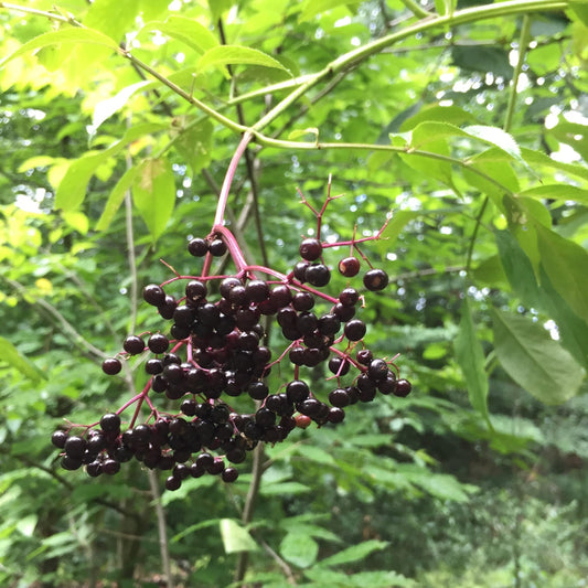 Sambucus canadensis 'York'  - York Elderberry