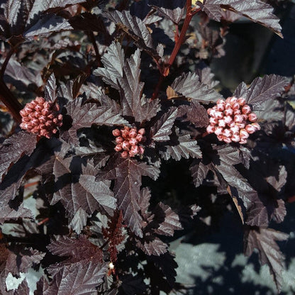 Physocarpus opulifolius 'N5'  - Bloomin' Easy® Panther Ninebark