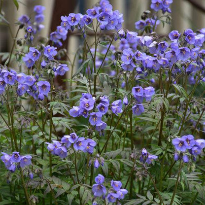 Polemonium 'Heaven Scent'  - PW® Heaven Scent Jacob's Ladder