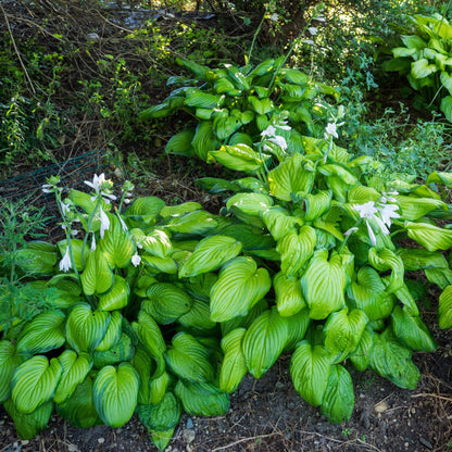 Hosta 'Guacamole'  - Guacamole Hosta