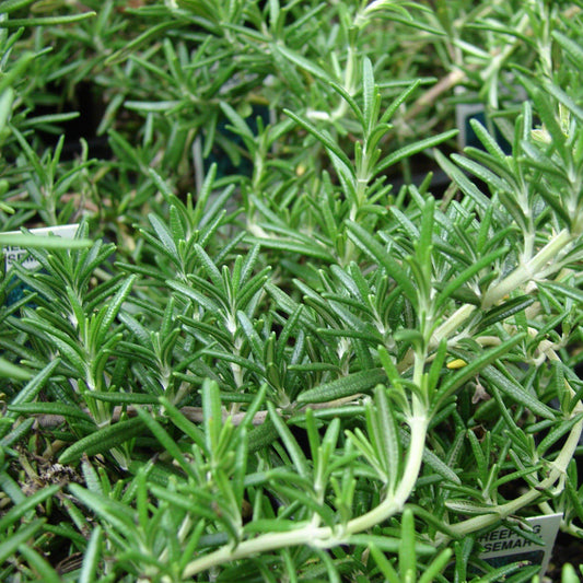 Rosmarinus officinalis 'Prostratus'  - Creeping Rosemary