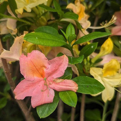 Rhododendron 'Garden Rainbow’  - Garden Rainbow Azalea