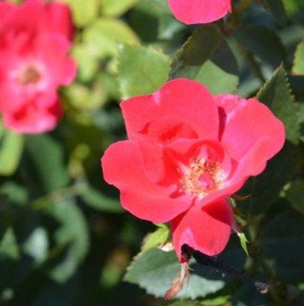 Rosa x 'Radrazz'  - Knock Out® Shrub Rose, Red