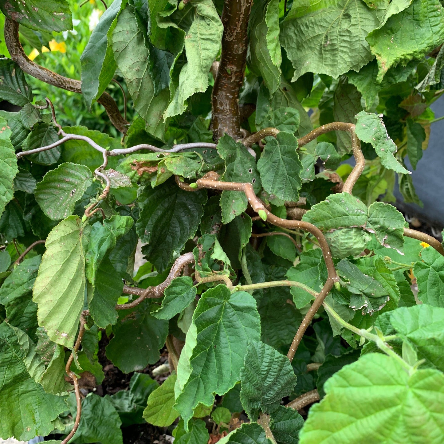 Corylus avellana 'Contorta'  - Contorted Filbert, Harry Lauder’s Walking Stick