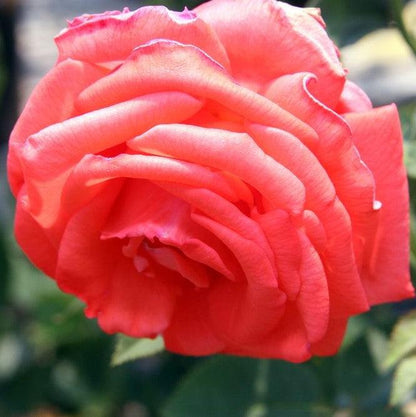 Rosa 'TANorstar'  - Tropicana Rose