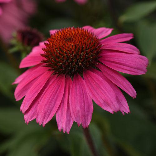 Echinacea x 'Balsomrosa' PP33011  - Sombrero® Rosada Coneflower