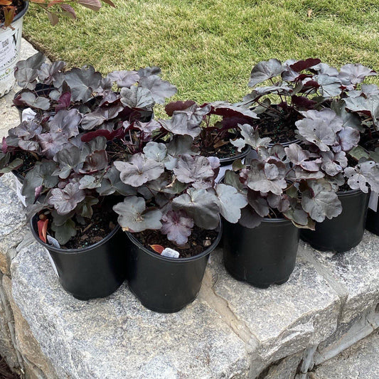 Heuchera 'Obsidian'  - Obsidian Coral Bells