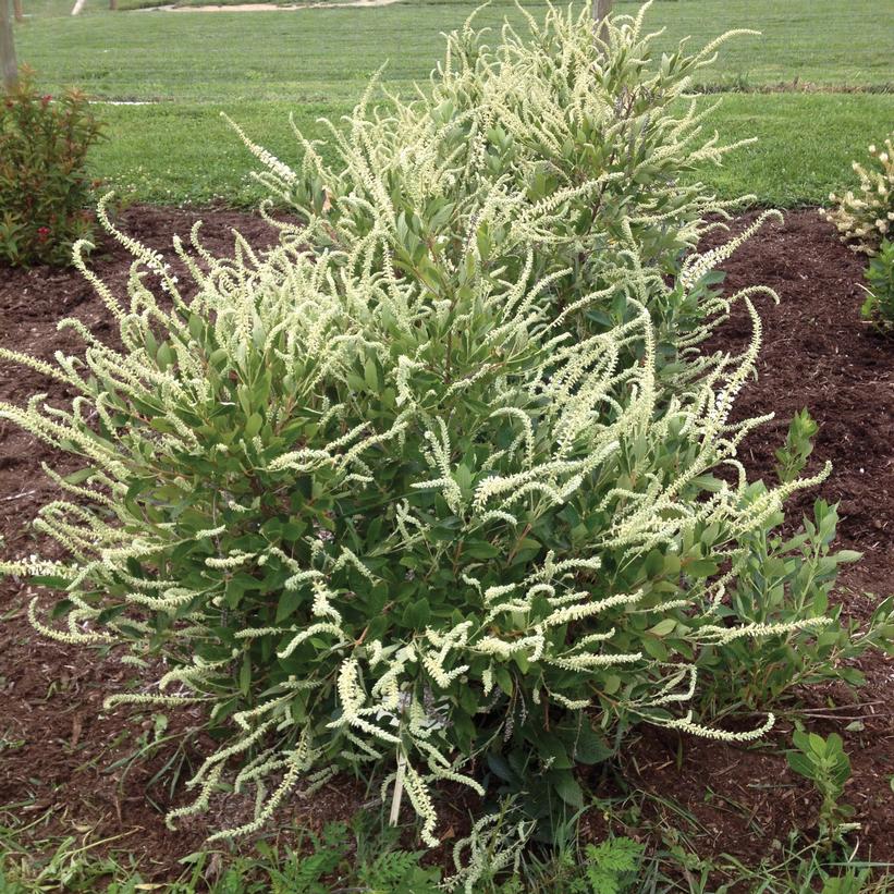 Clethra alnifolia 'Novacleein'  - Summer Sparkler™ Summersweet
