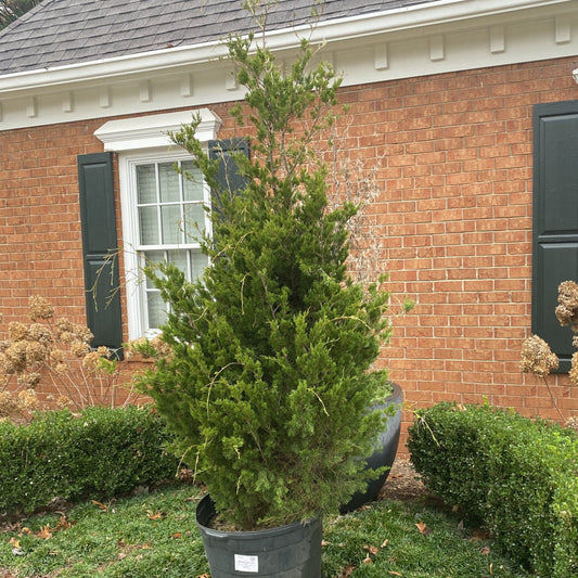 Juniperus virginiana 'Brodie'  - Brodie Red Cedar