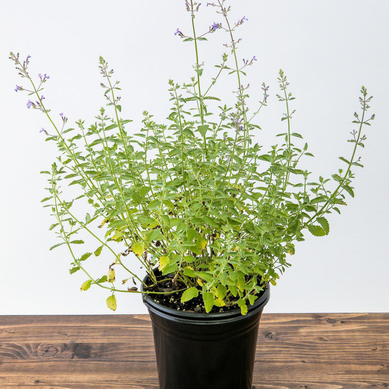 Nepeta x faassenii 'Novanepjun'  - Junior Walker™  Catmint