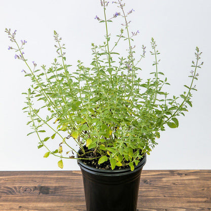 Nepeta x faassenii 'Novanepjun'  - Junior Walker™  Catmint