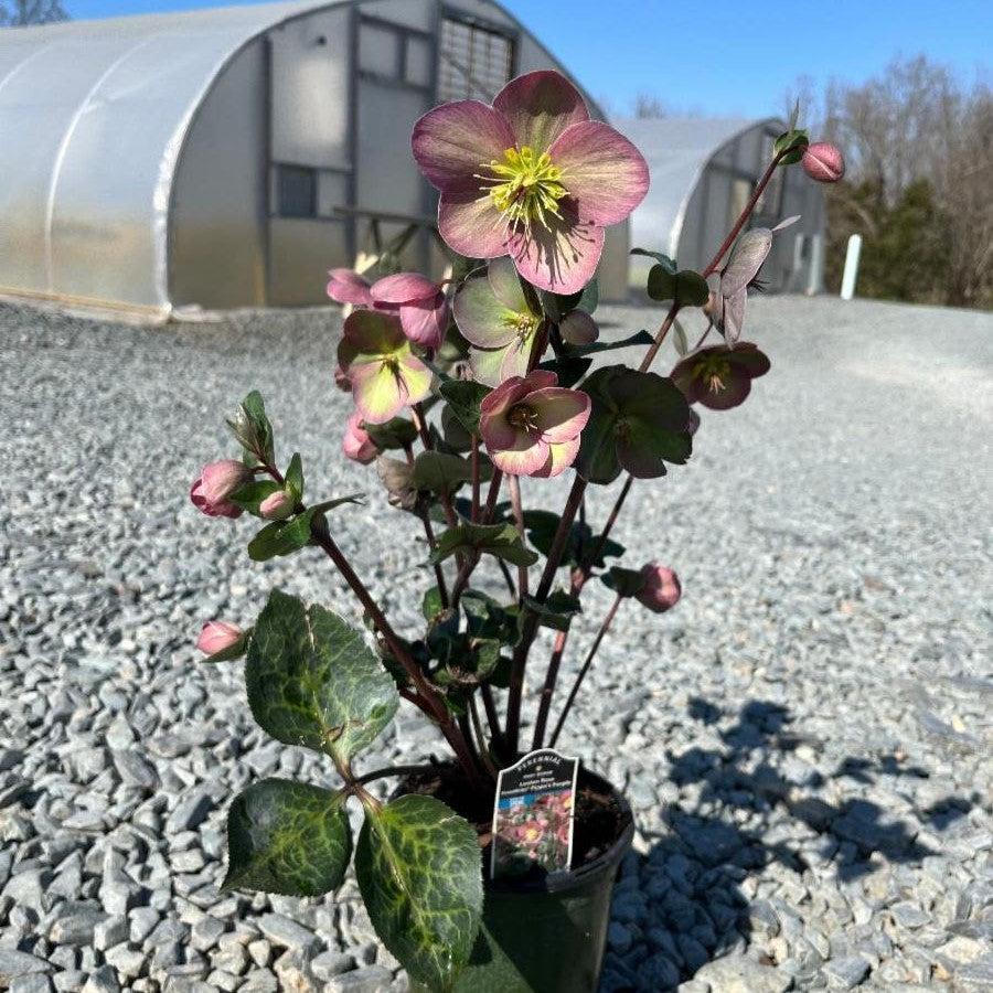 Helleborus x hybridus 'RD09'  - FrostKiss™ Pippa's Purple Lenten Rose