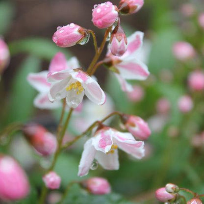 Deutzia 'NCDX2'  - Yuki Cherry Blossom® Deutzia